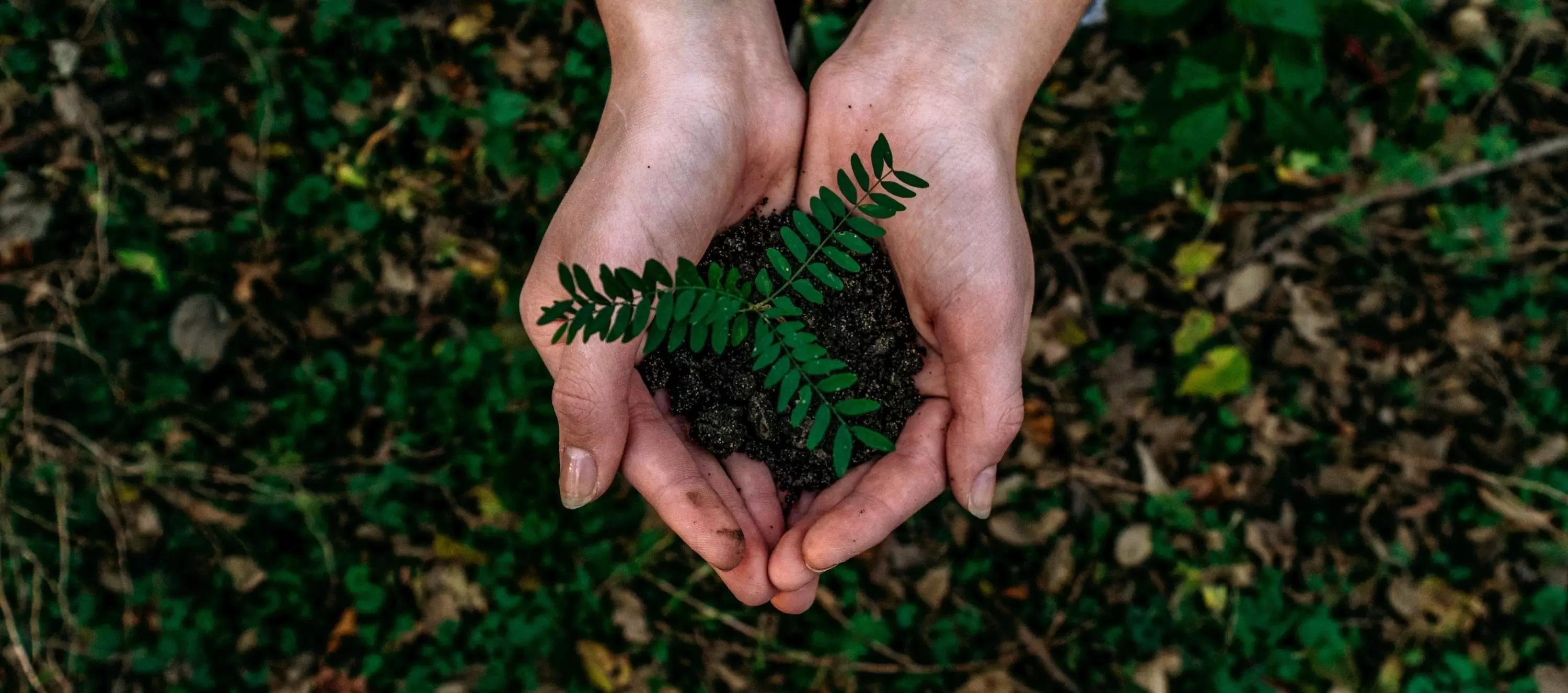 Zwei Hände halten Erde mit einer grünen Pflanze